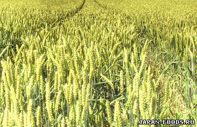 В Австралии все еще ожидается рекордный урожай пшеницы