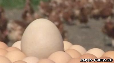 Гигантское яйцо найдено на британской ферме