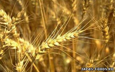 Изменение климата может привести к уменьшению урожайности зерновых