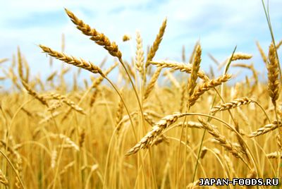 Россия может стать лидером в экспорте пшеницы