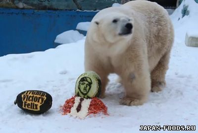 Белого медведя, предсказавшего победу Трампа, наградили тортом