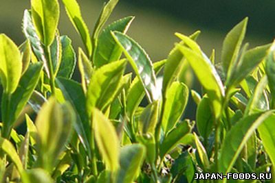 Экстракт зеленого чая помогает в лечении болезней